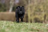 SCHIPPERKE 788